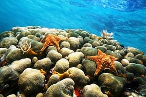 Underwater coral starfish and water surface