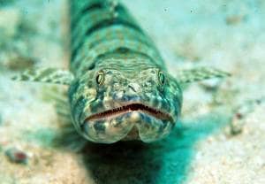 Los Roques Underwater