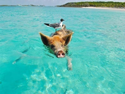 Caribbean fishing spot Bahamas