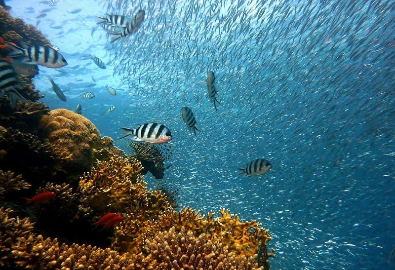 Los Roques Diving